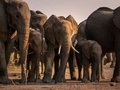 Wildlife