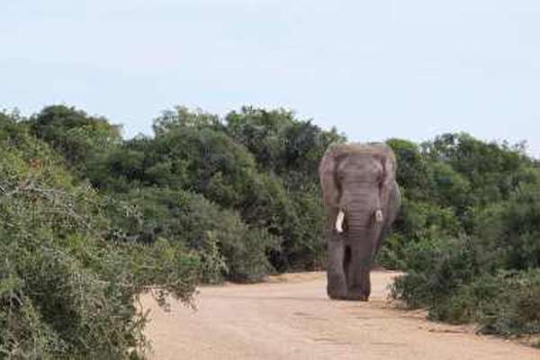 Elephant in Addo Elephant National Park