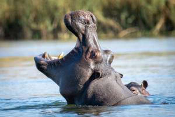 Hippo at the river in Bwabwata National Park