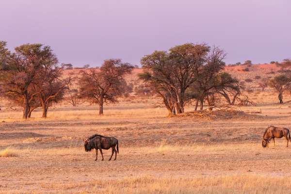 Wide landscape in the Central Kalahari