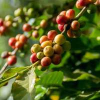 Coffee plant