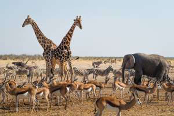 Animals at a waterhole in Etosha National Park