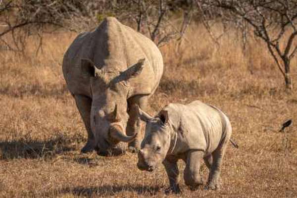 Rhino in Hluhluwe–iMfolozi Park