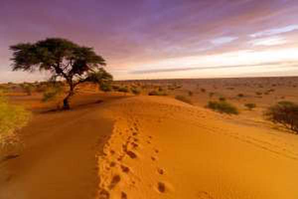 Red dunes in the Kalahari