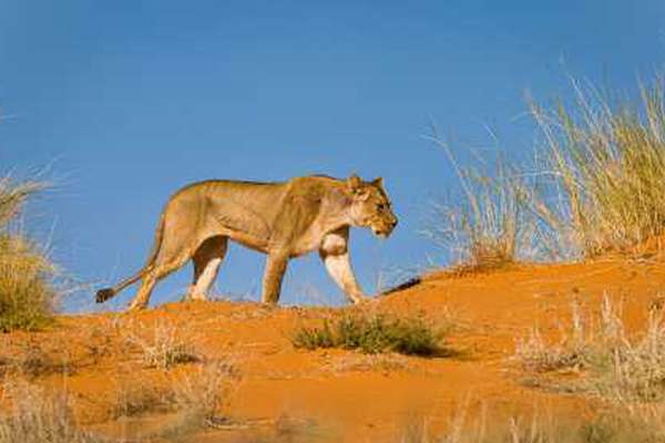 Lion in Kgalagadi