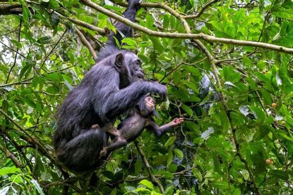 Chimpanzee in Kibale National Park