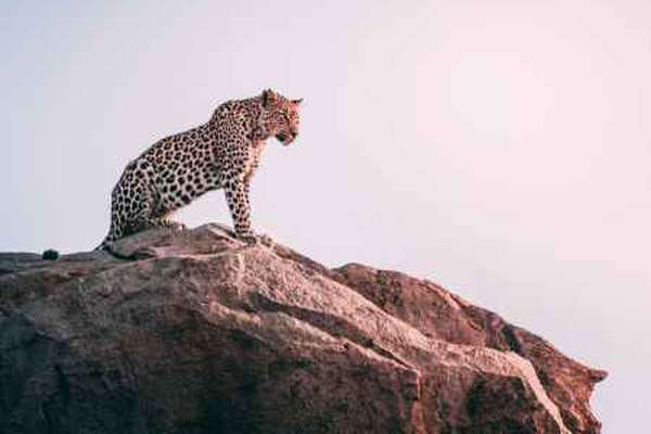 Cheetah in Kruger National Park