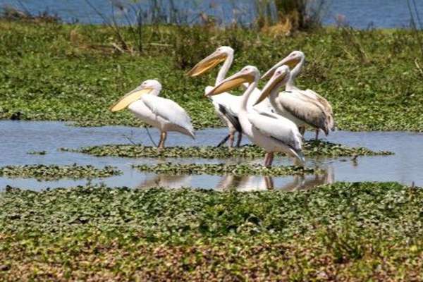 Lake Naivasha in Kenya