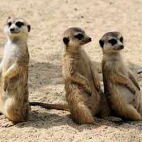 Meerkats