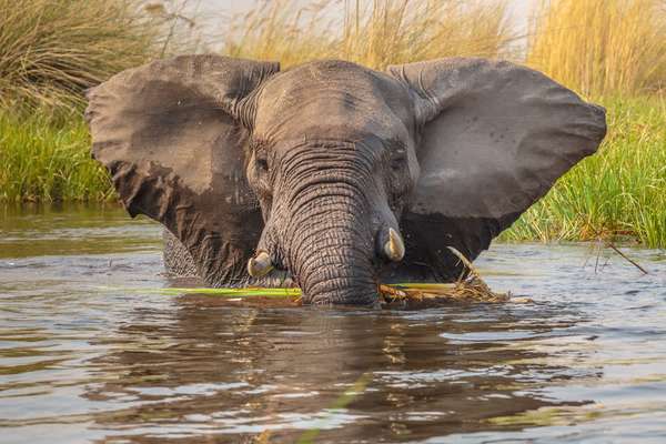 Elephant in Moremi Game Reserve