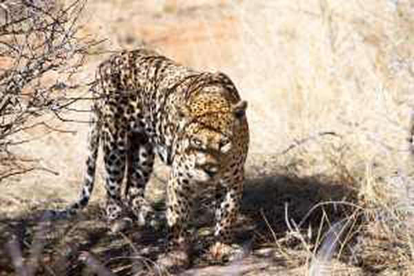 Leopard at Okonjima