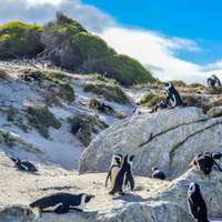 Penguins at Boulders Beach