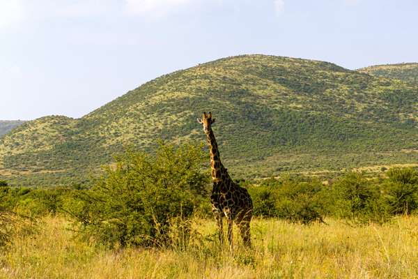 Giraffe in Pilanesberg National Park