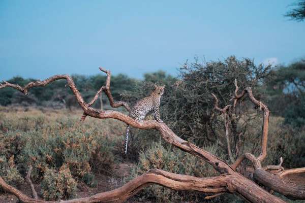 Samburu in Kenya