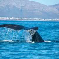 Whale off the coast of Hermanus