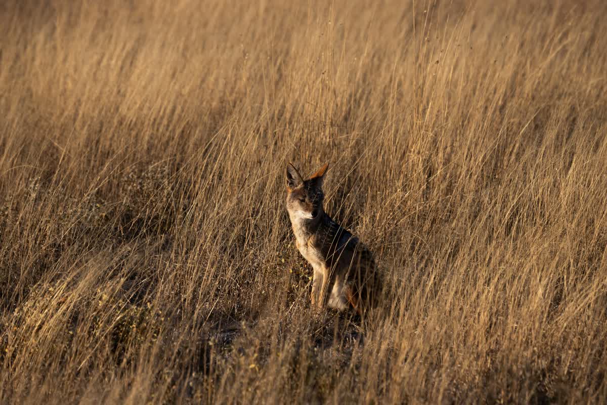 Antilope im hohen Gras der Central Kalahari
