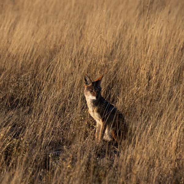 Antilope in der Central Kalahari