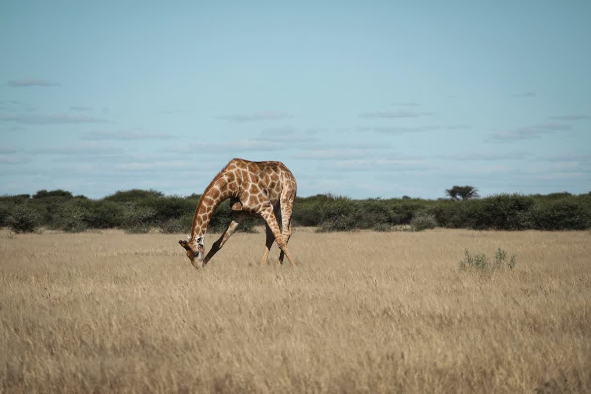 Giraffe im Central Kalahari Game Reserve