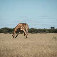 Giraffe in der Central Kalahari