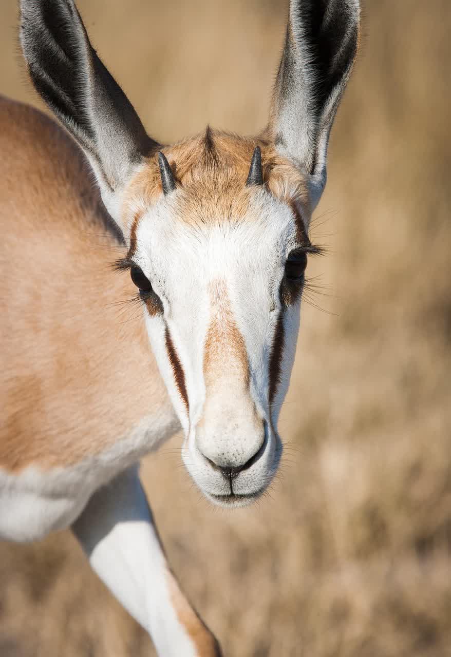 Springbock-Porträt in der Central Kalahari