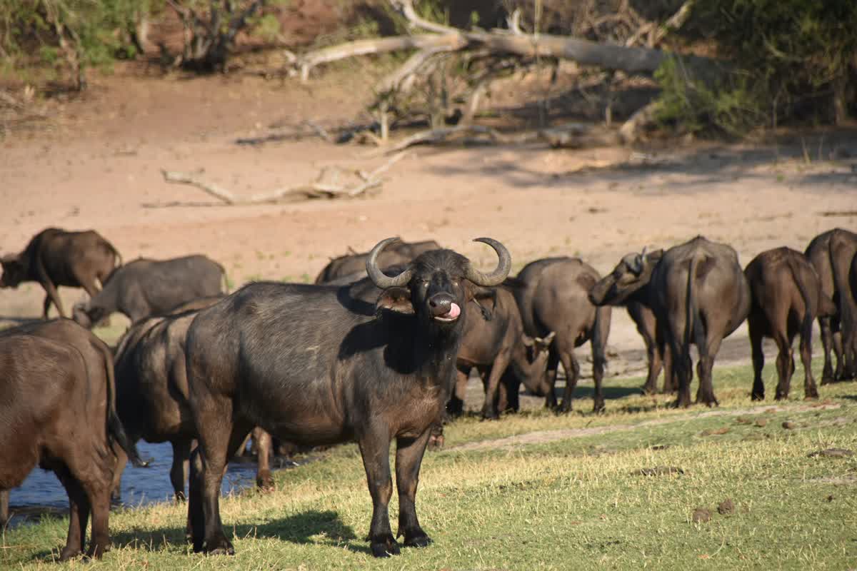 Büffelherde im Chobe Nationalpark