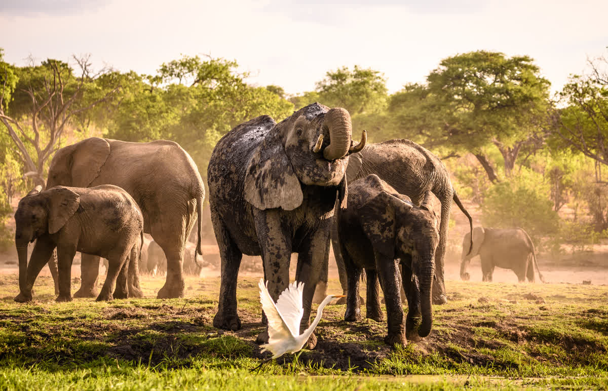 Elefanten im Chobe Nationalpark