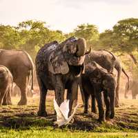 Elefanten im Chobe Nationalpark