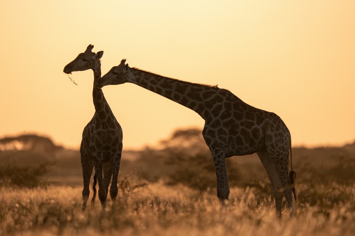 Giraffen im Chobe Nationalpark