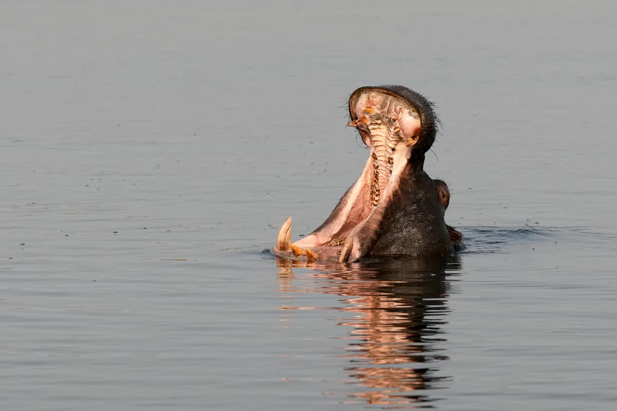 Flusspferd im Chobe River