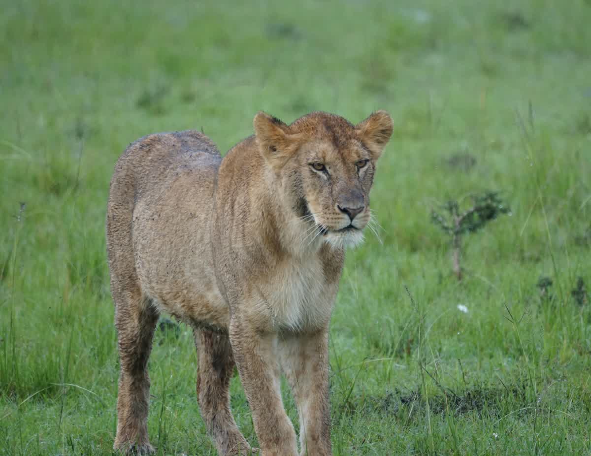 Löwin im Chobe Nationalpark
