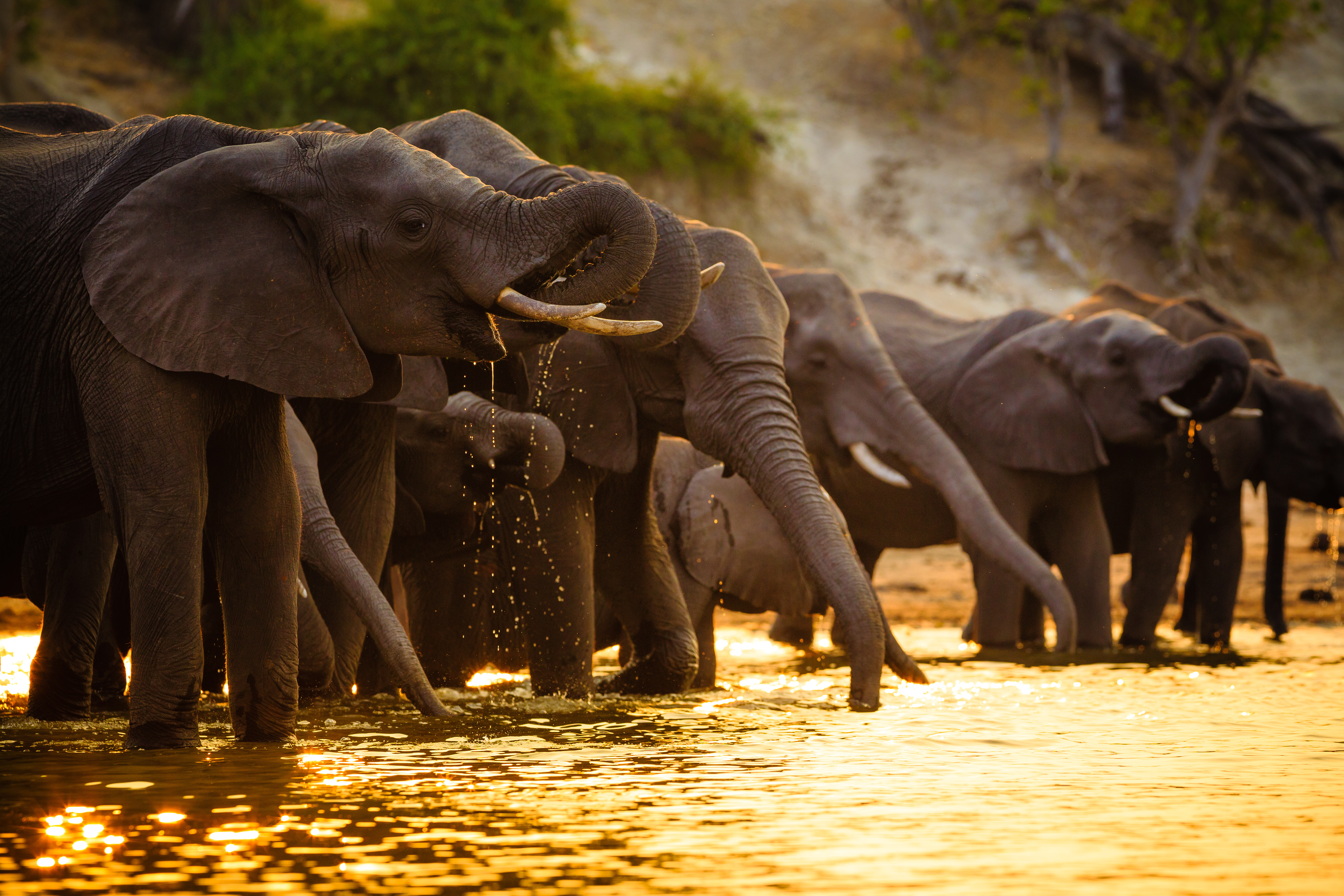 Elefantenherde am Chobe River