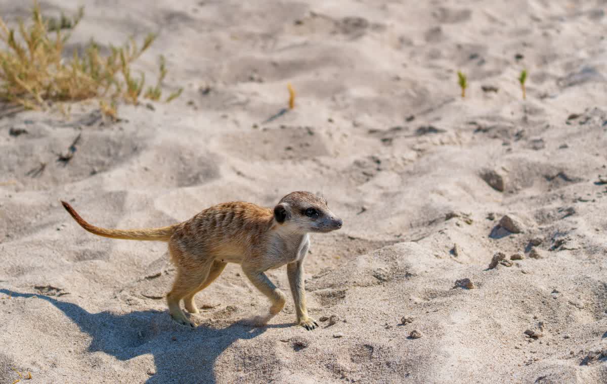 Erdmännchen in den Makgadikgadi Pans