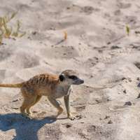 Erdmännchen in Makgadikgadi