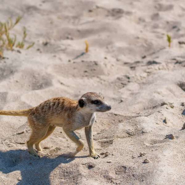Erdmännchen in Makgadikgadi