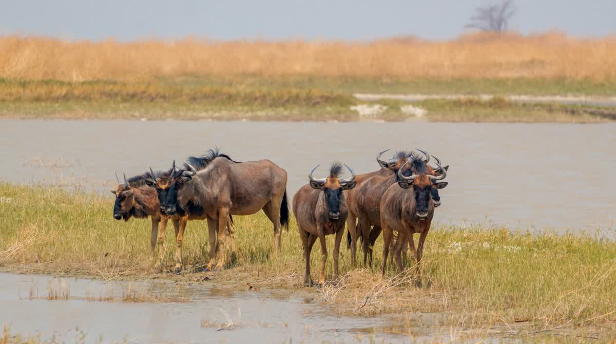 Gnus am saisonalen Wasser in Makgadikgadi