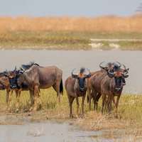 Gnus in Makgadikgadi