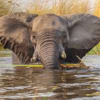 Elefant im Moremi Game Reserve