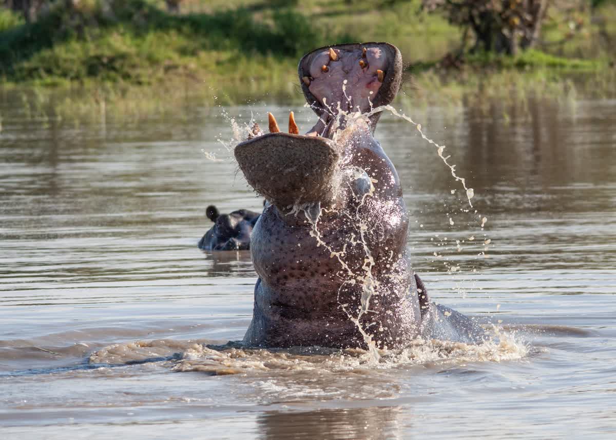 Flusspferd im Wasser