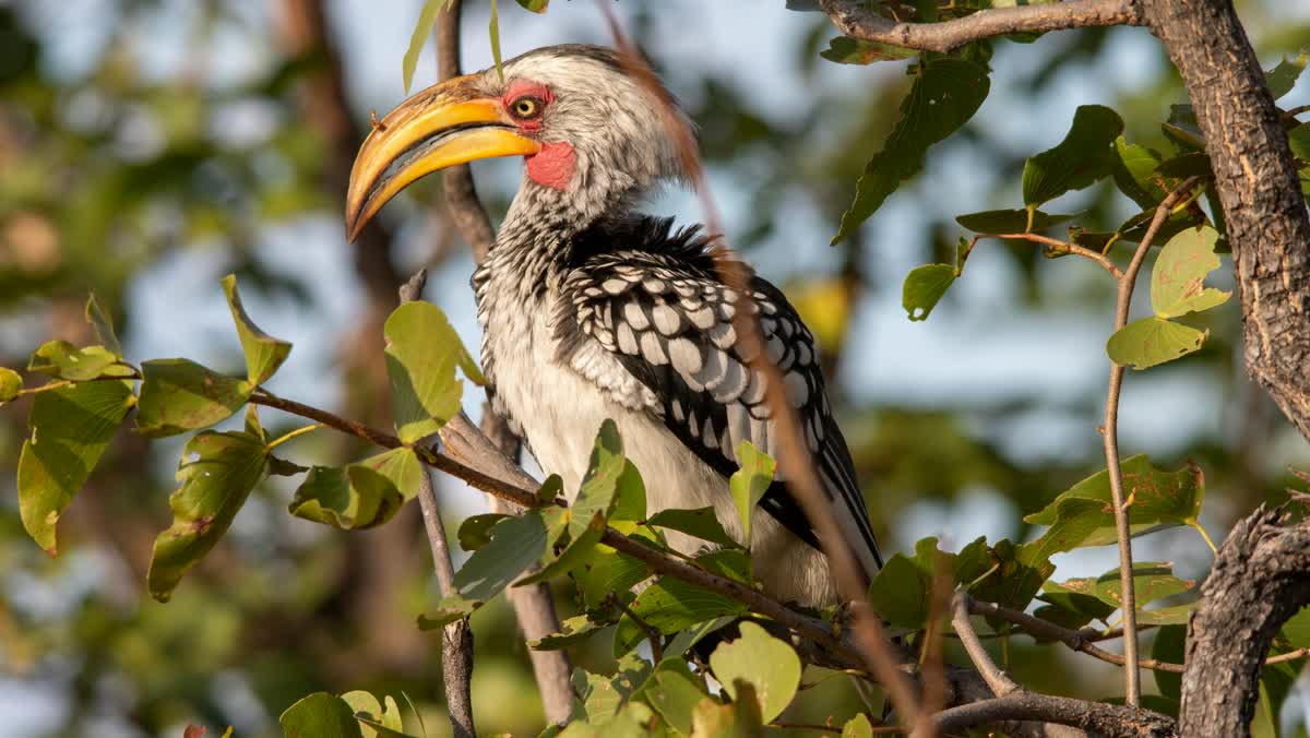 Hornvogel im Moremi Game Reserve