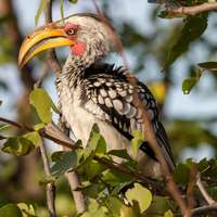 Hornvogel im Moremi Game Reserve