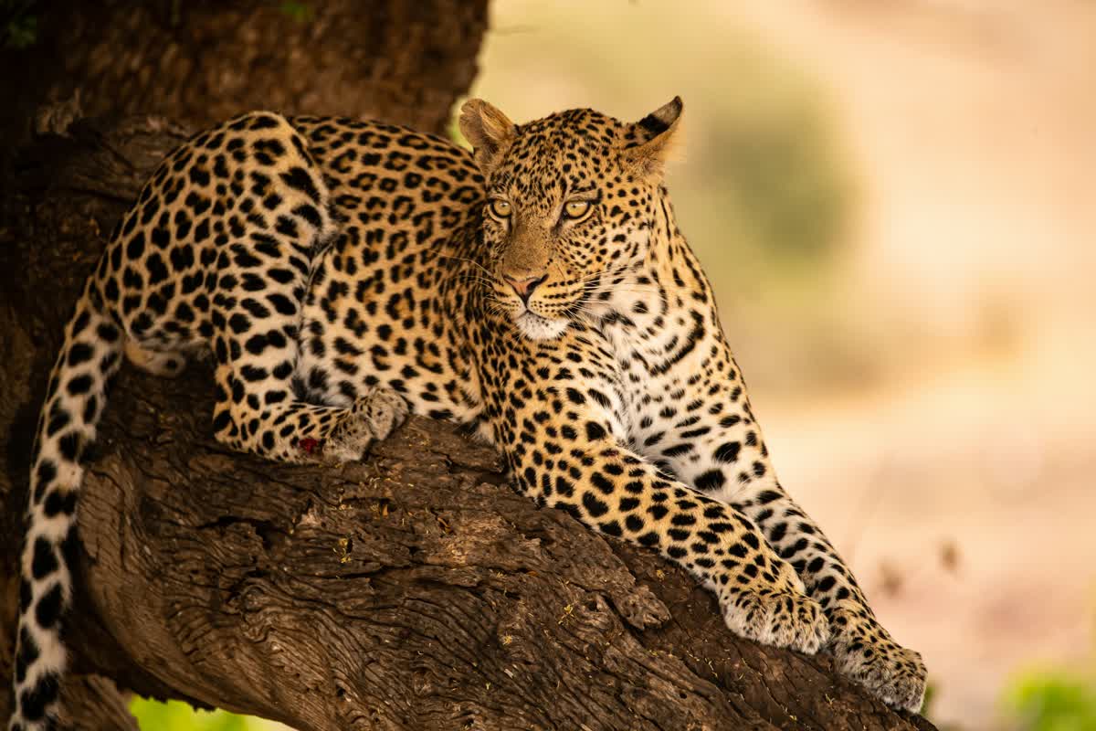 Leopard ruht auf einem Ast