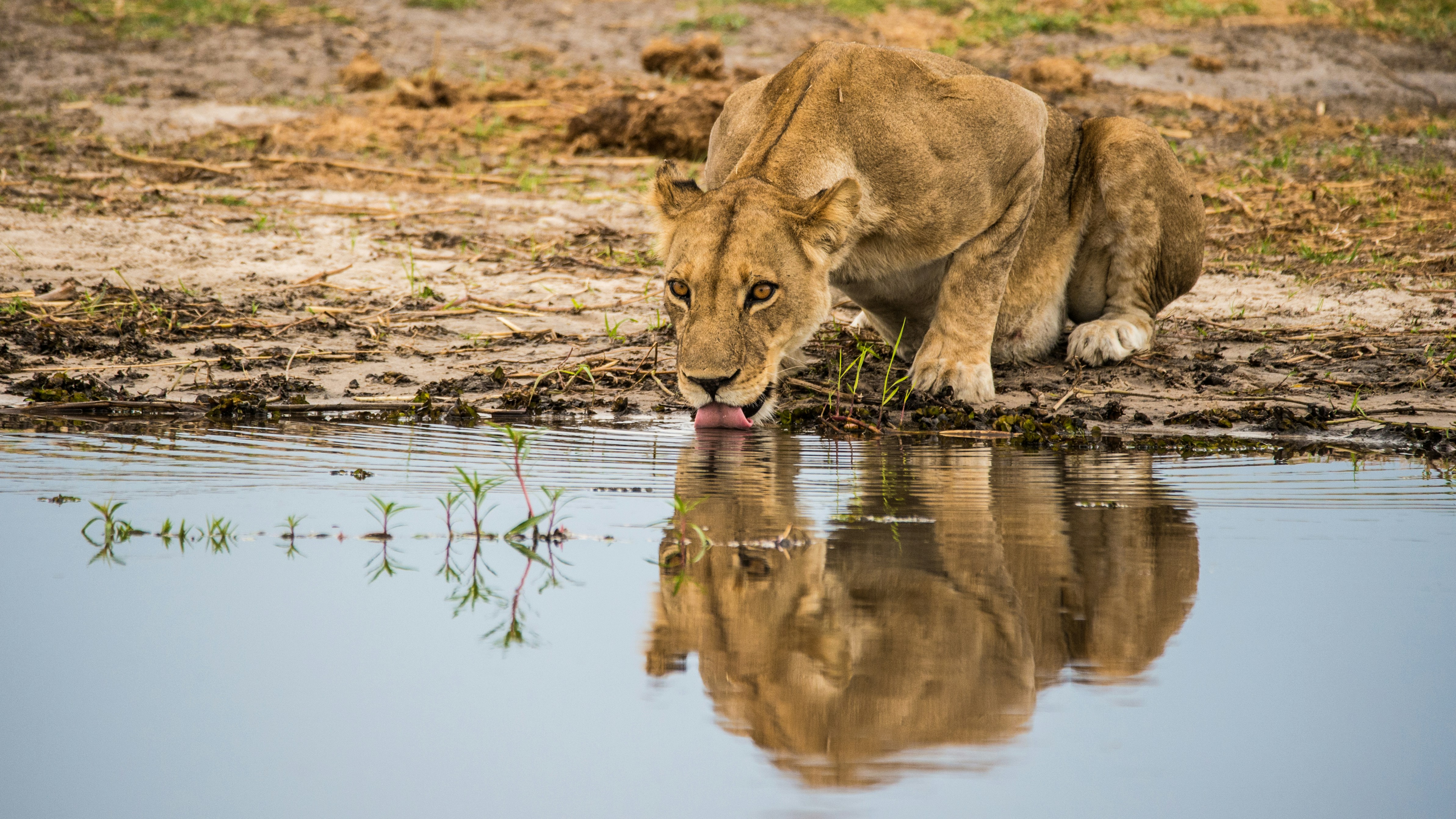 Löwin am Wasser im Moremi Game Reserve