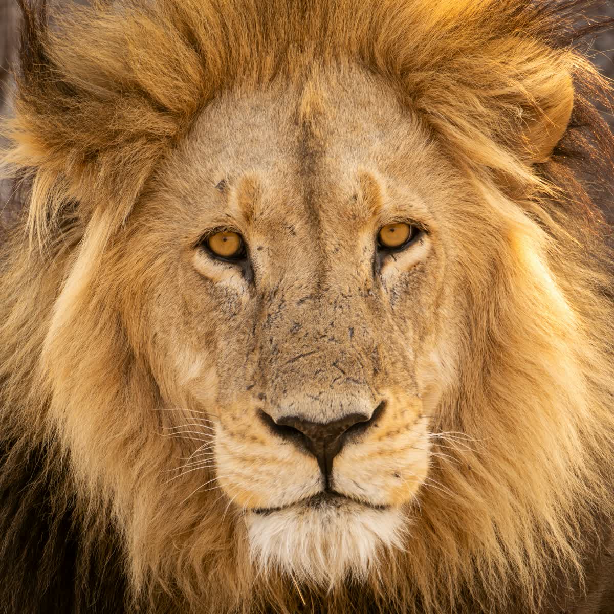 Löwe im Moremi Game Reserve