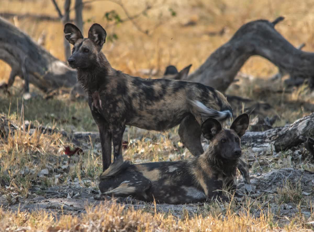 Wildhunde im Moremi Game Reserve