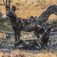 Wildhunde im Moremi Game Reserve