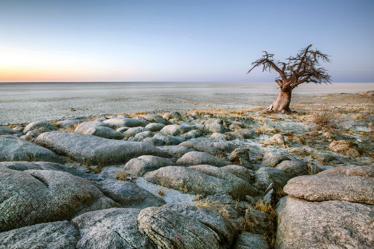 Baobabs nahe Nxai Pan