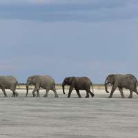 Elefanten im Nxai Pan Nationalpark