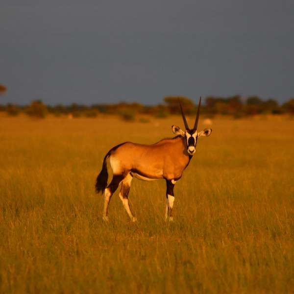 Oryx im Nxai Pan Nationalpark