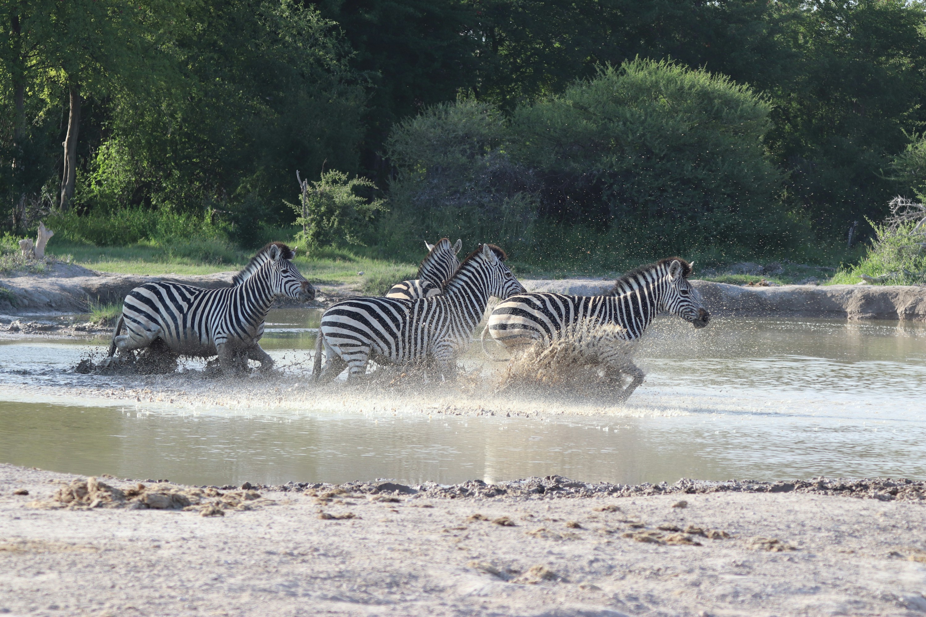 Zebras an einer Wasserstelle im Nxai Pan Nationalpark