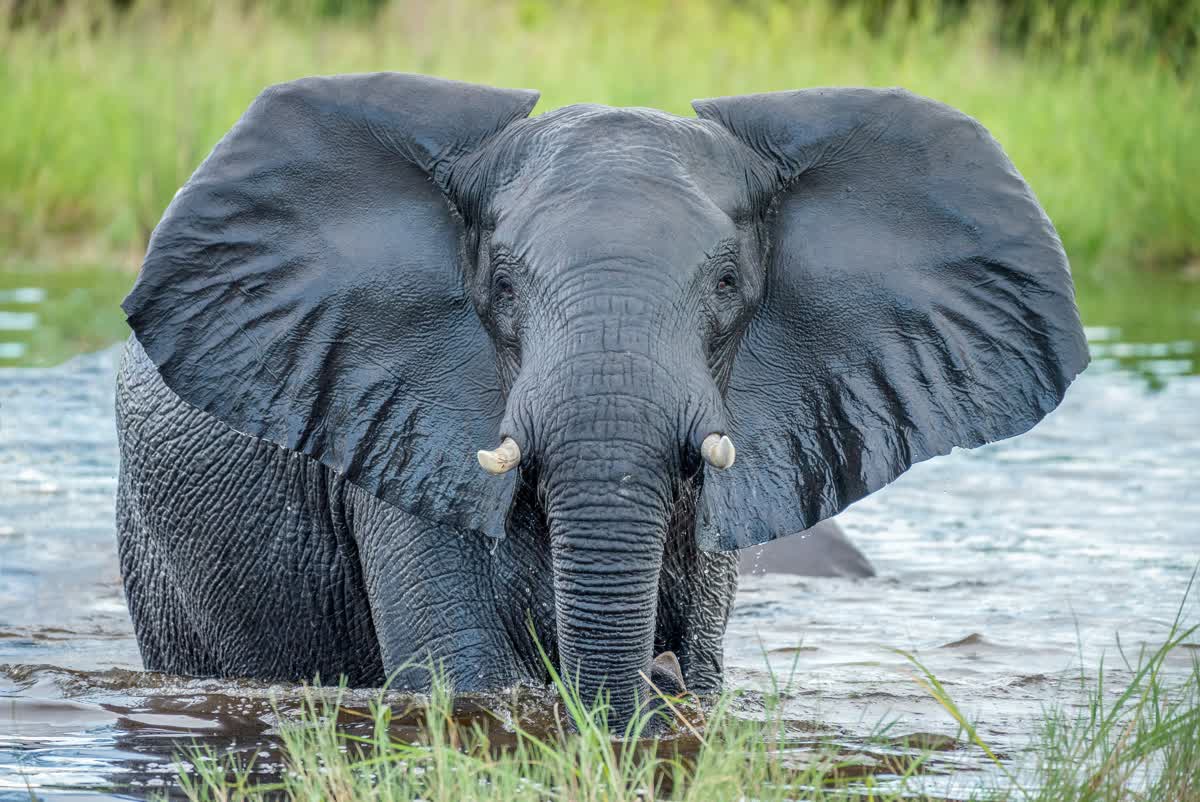 Elefant im Wasser des Okavango Deltas
